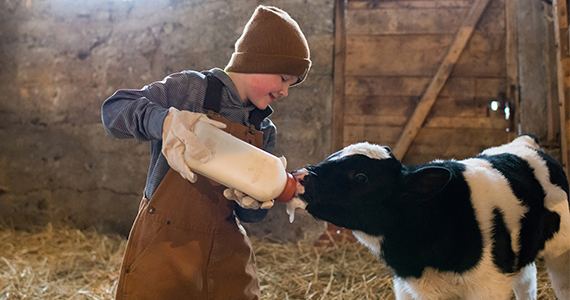 Photo d’un garçon donnant un gros biberon de lait à un veau